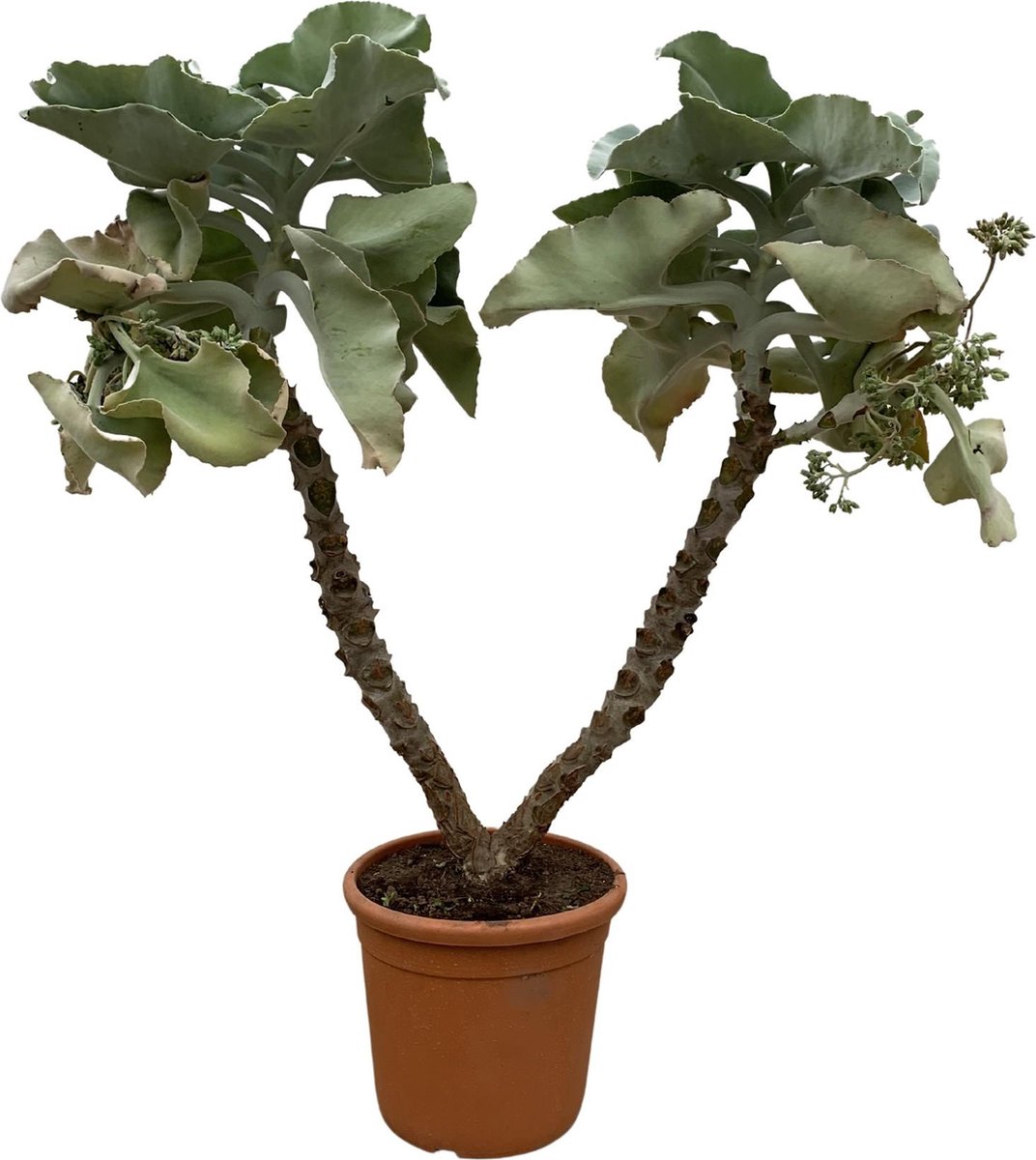 Vetplant - Kalanchoë Beharhensis (Kalanchoë Beharhensis) - Hoogte: 150 cm - van Botanicly