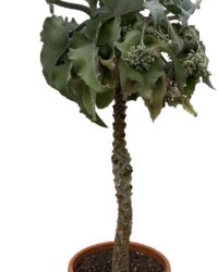 Vetplant - Kalanchoë Beharhensis (Kalanchoë Beharhensis) - Hoogte: 180 cm - van Botanicly