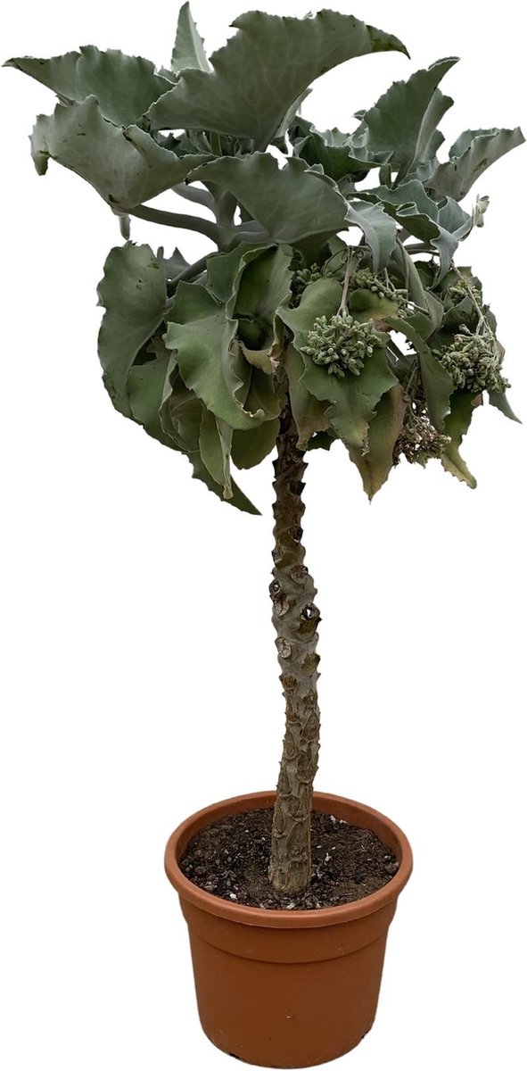 Vetplant - Kalanchoë Beharhensis (Kalanchoë Beharhensis) - Hoogte: 180 cm - van Botanicly