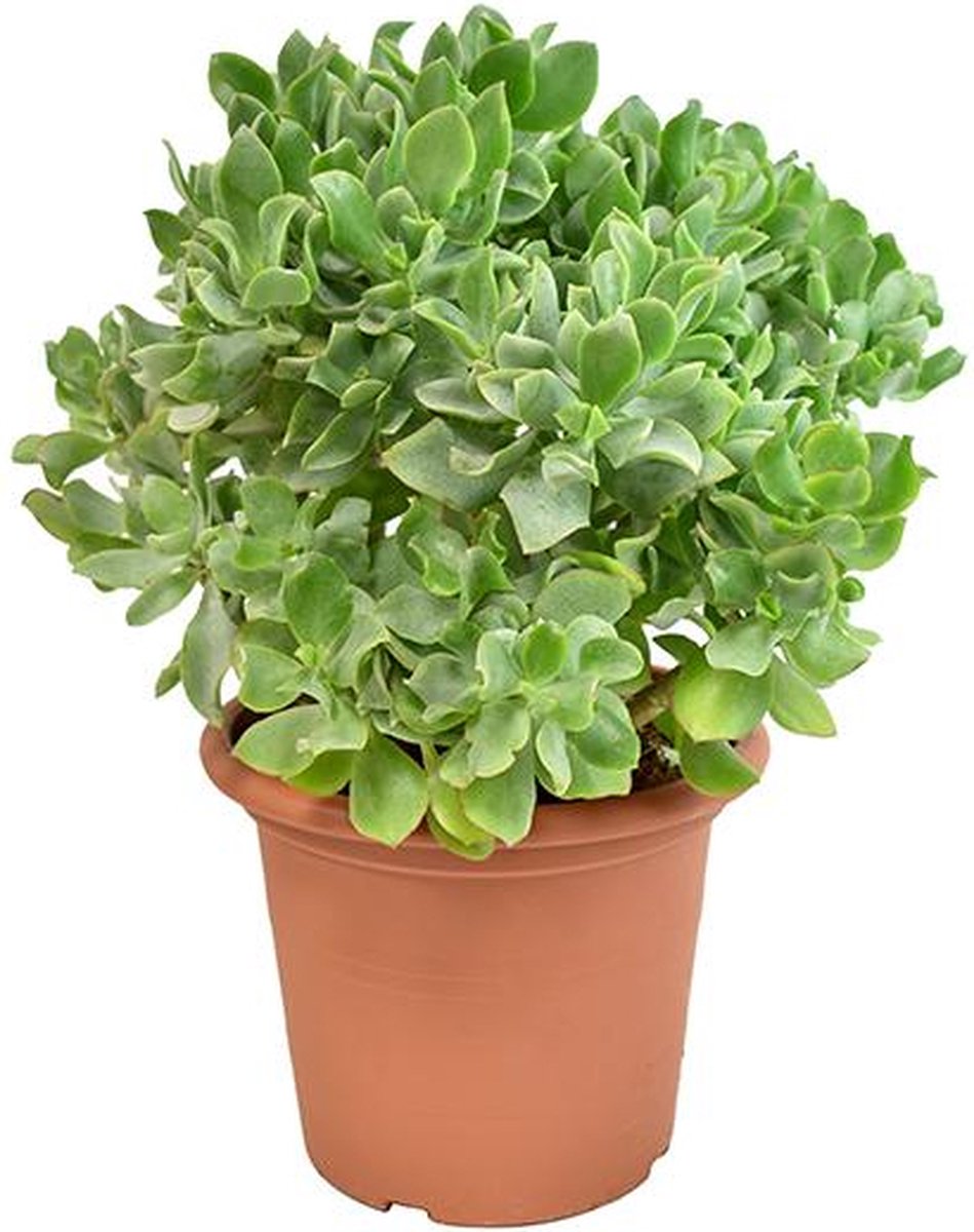 Vetplant - Kussentjesvetplant (Crassula Arborescens Undulatifolia) met bloempot - Hoogte: 35 cm - van Botanicly