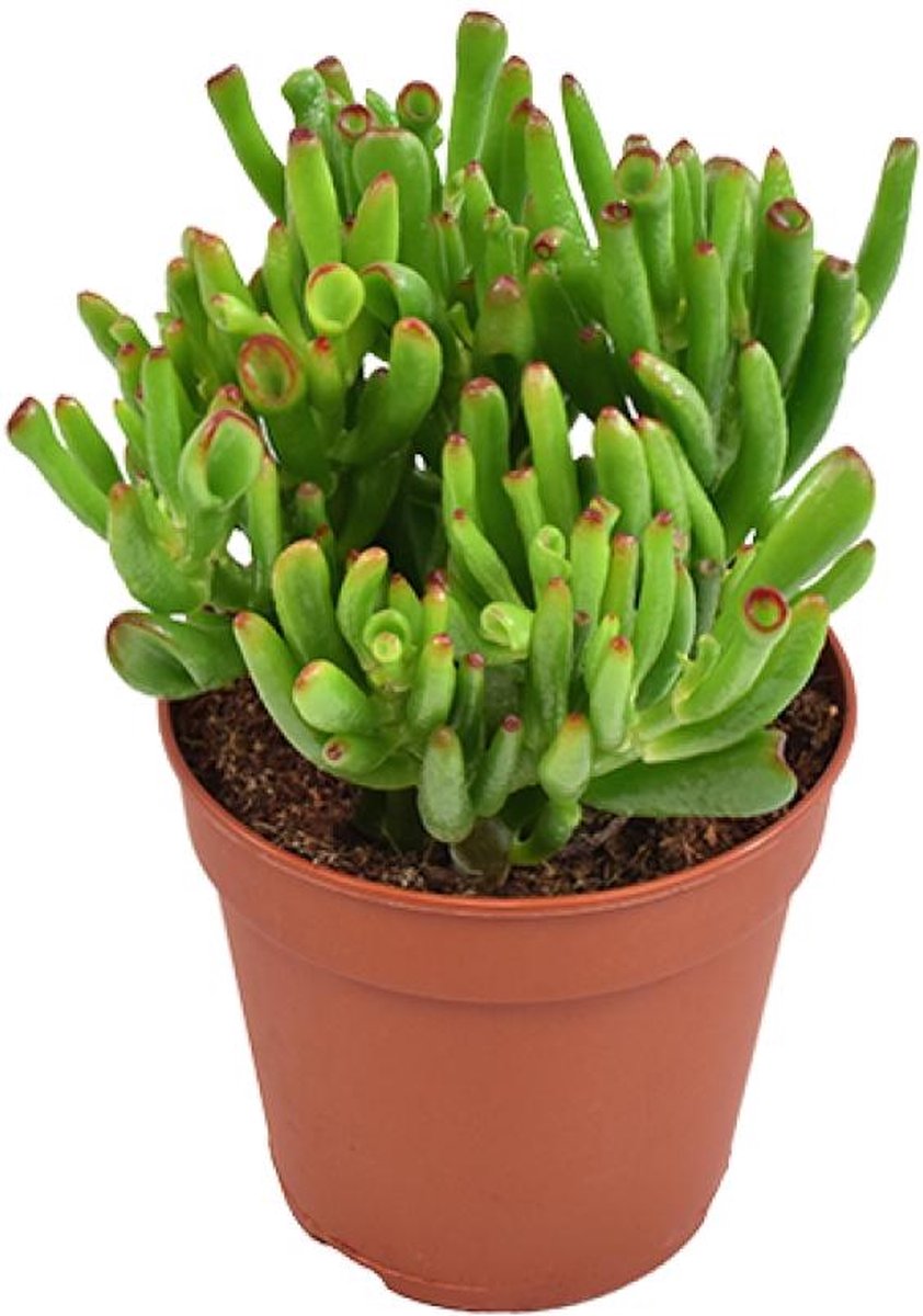 Vetplant - Kussentjesvetplant (Crassula) - Hoogte: 23 cm - van Botanicly