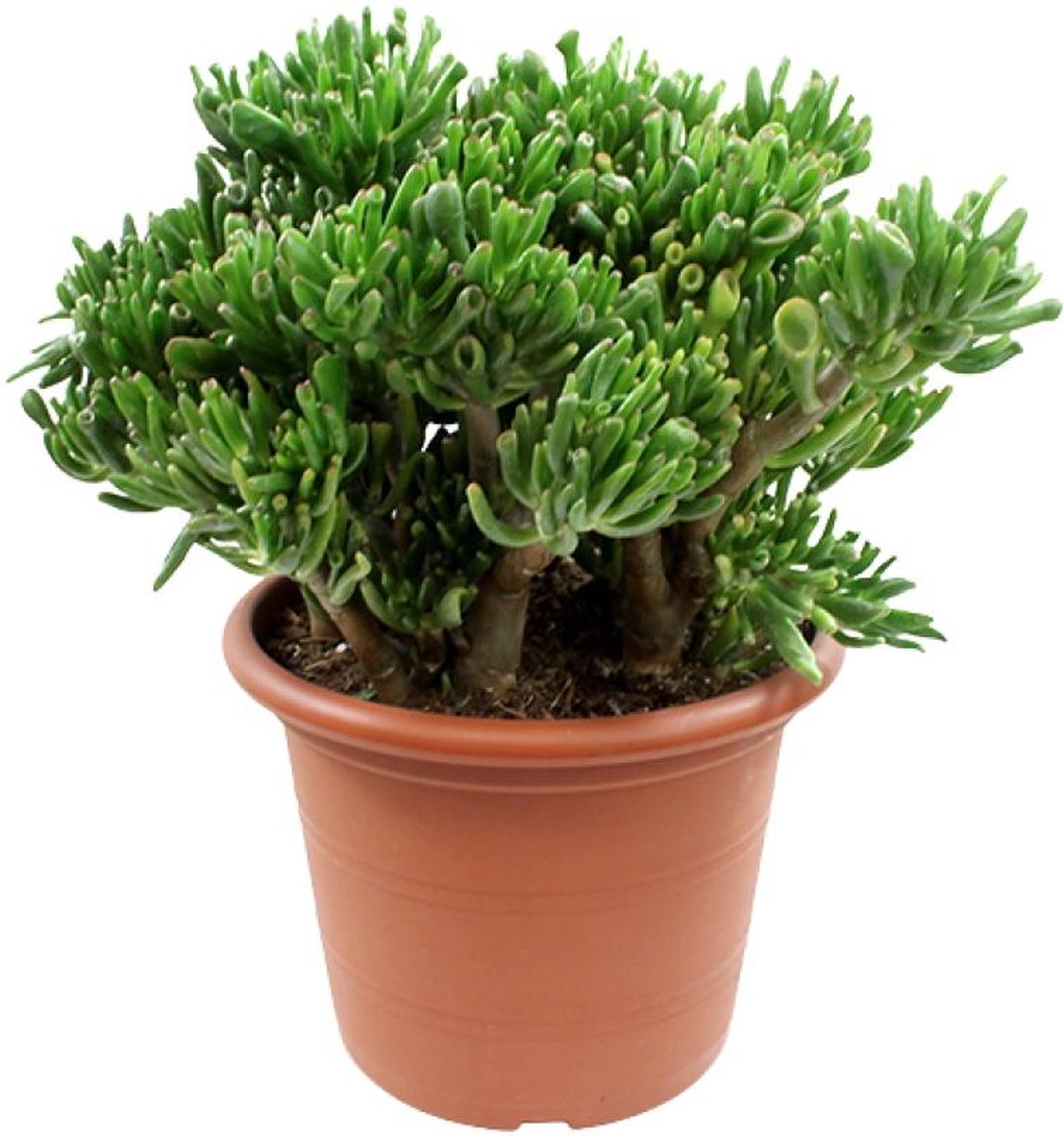 Vetplant - Kussentjesvetplant (Crassula) - Hoogte: 50 cm - van Botanicly