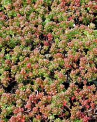 12 x Vetkruid of Muurpeper Rood|Groen - Bodembedekker Wintergroen - Sedum album 'Coral Carpet' in 9x9cm pot met hoogte 5-10cm
