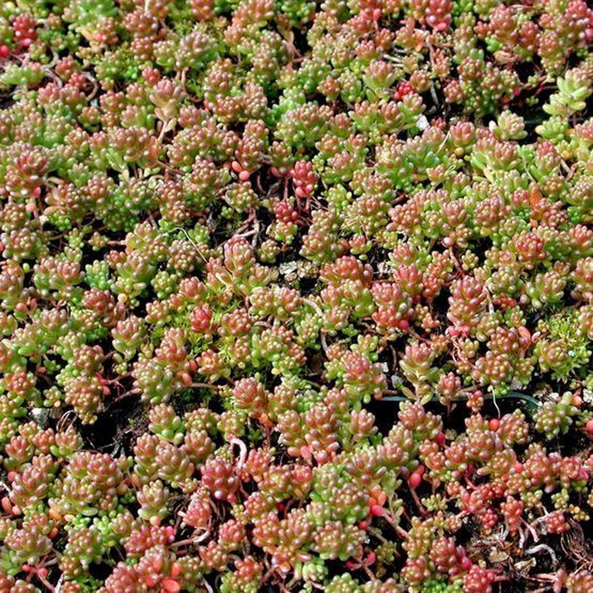 12 x Vetkruid of Muurpeper Rood|Groen - Bodembedekker Wintergroen - Sedum album 'Coral Carpet' in 9x9cm pot met hoogte 5-10cm
