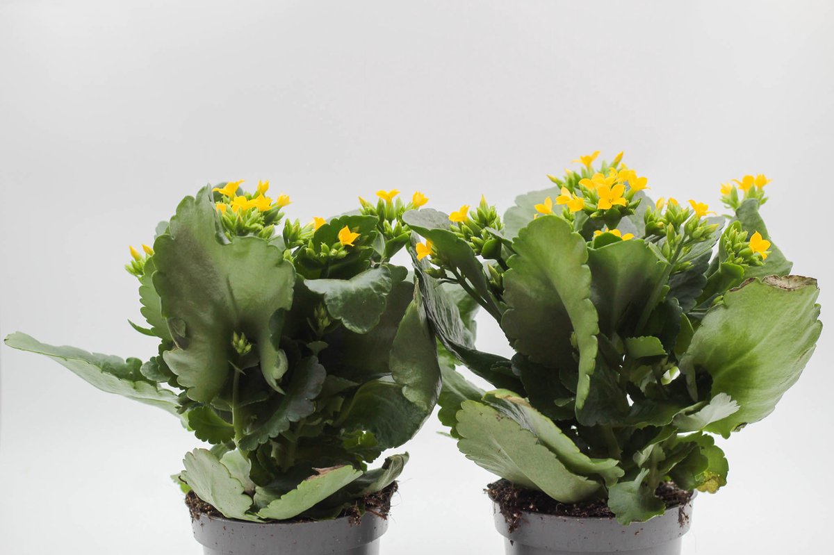 Ikhebeencactus | Kalanchoë blossfeldiana Geel | Prachtige bloeiende vetplant | set 2 stuks | 12cm pot