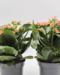 Ikhebeencactus | Kalanchoë blossfeldiana Roze | Prachtige bloeiende vetplant | set 2 stuks | 12cm pot