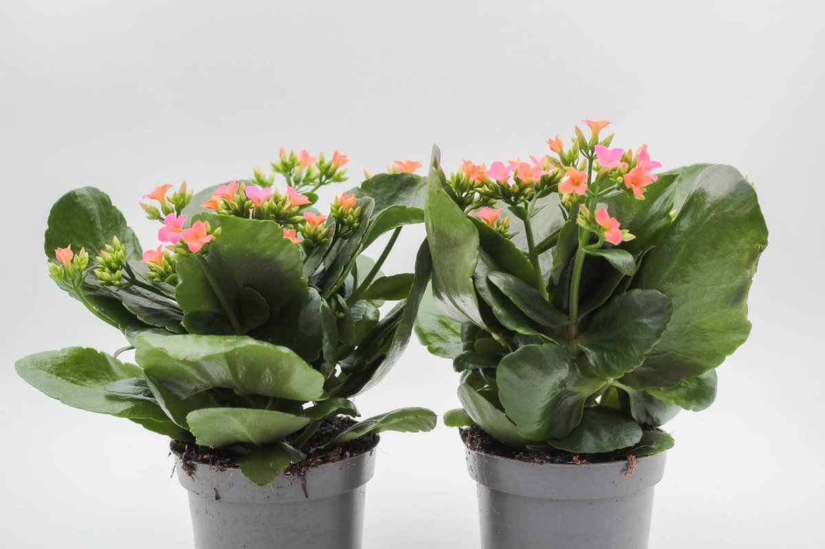 Ikhebeencactus | Kalanchoë blossfeldiana Roze | Prachtige bloeiende vetplant | set 2 stuks | 12cm pot