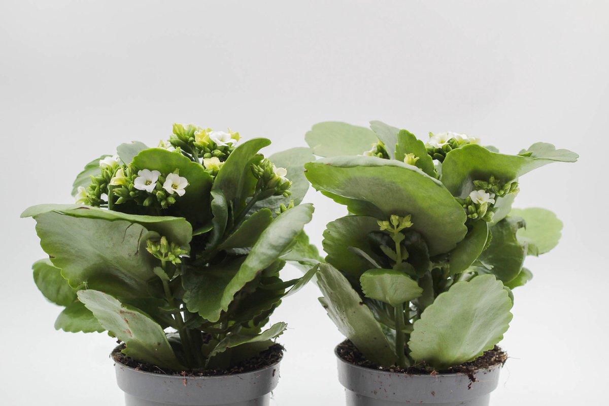 Ikhebeencactus | Kalanchoë blossfeldiana Wit | Prachtige bloeiende vetplant | set 2 stuks | 12cm pot