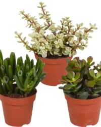 Botanicly - Crassula Mix | 3 planten | 18 cm hoogte