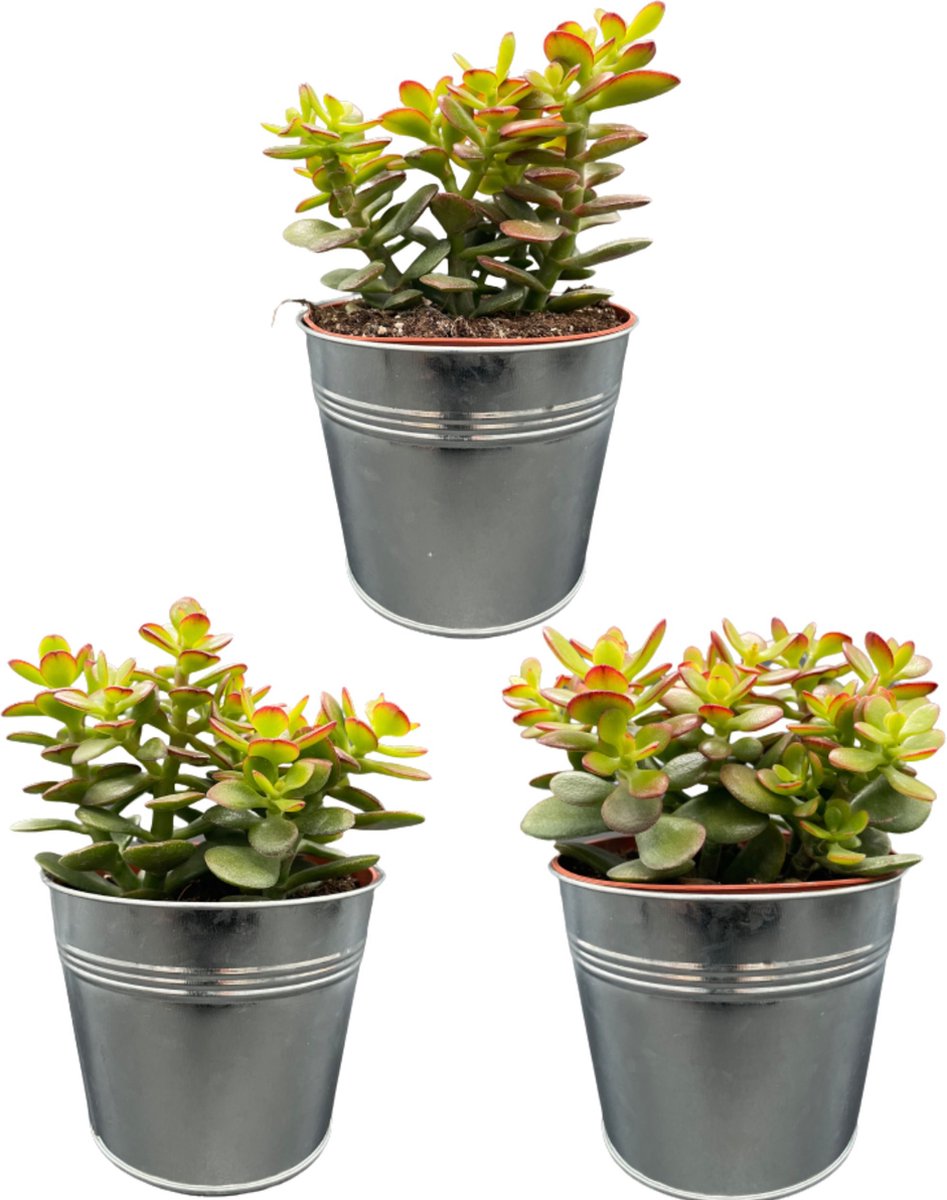 Cactus24- Succulenten- Crassula Minor- 3 Stuks- 13cm Zinken Potten- 15-20cm Hoog- Vetplanten- Kamerplanten