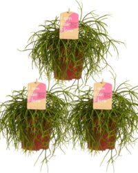 Goed & Groen - Rhipsalis cashero - ↨ 20cm - Potmaat 12 - Kwaliteit Planten - Kamer Plant - Kamerplanten - Sfeer