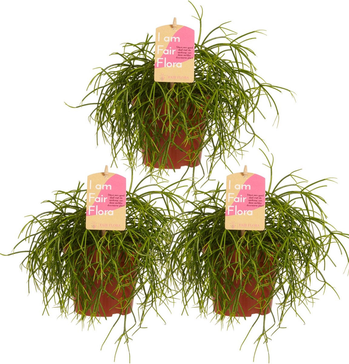 Goed & Groen - Rhipsalis cashero - ↨ 20cm - Potmaat 12 - Kwaliteit Planten - Kamer Plant - Kamerplanten - Sfeer