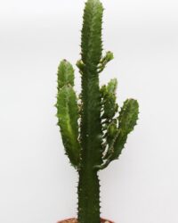 Ikhebeencactus | Euphorbia Ingens | Cowboy cactus | Grote Cactus | 19cm pot | 70 cm hoog