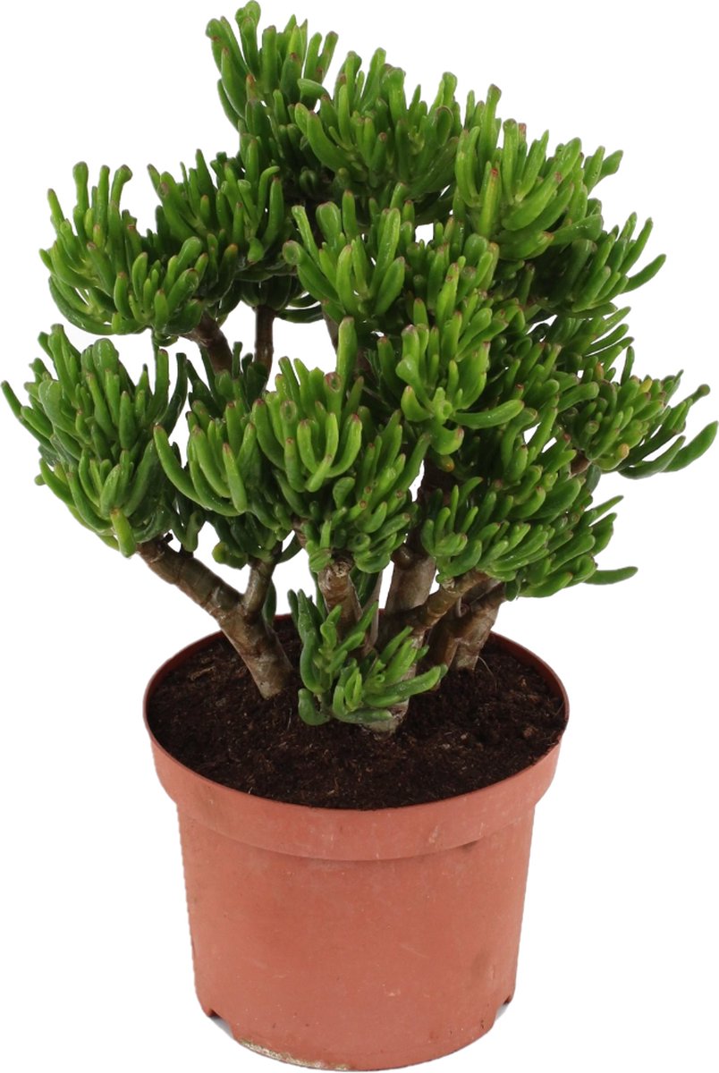 Plant in a Box - Crassula ovata Hobbit - Vetplant - Kamerplant - Pot 23cm - Hoogte 45-50cm