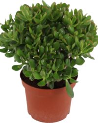 Plant in a Box - Crassula ovata Minor - Vetplant - Kamerplant - Pot 23cm - Hoogte 45-50cm