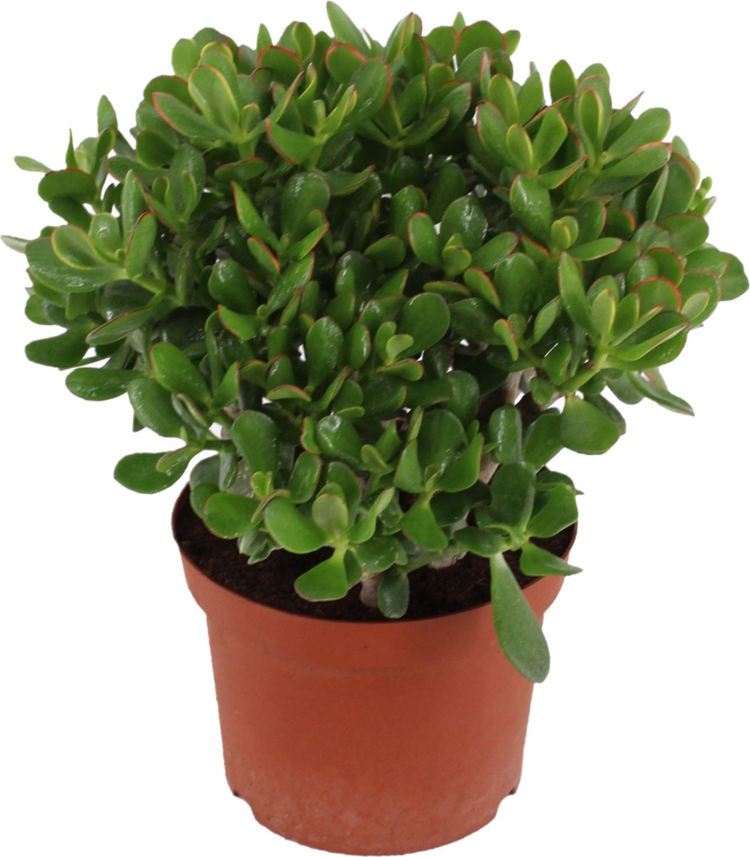 Plant in a Box - Crassula ovata Minor - Vetplant - Kamerplant - Pot 23cm - Hoogte 45-50cm