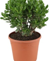 Plant in a Box - Crassula ovata Minor - Vetplant - Kamerplant - Pot 30cm - Hoogte 60-65cm