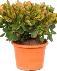 Plant in a Box - Crassula ovata Sunset - Vetplant - Kamerplant - Pot 17cm - Hoogte 30-35cm