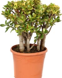 Plant in a Box - Crassula ovata Sunset - Vetplant - Kamerplant - Pot 30cm - Hoogte 55-60cm