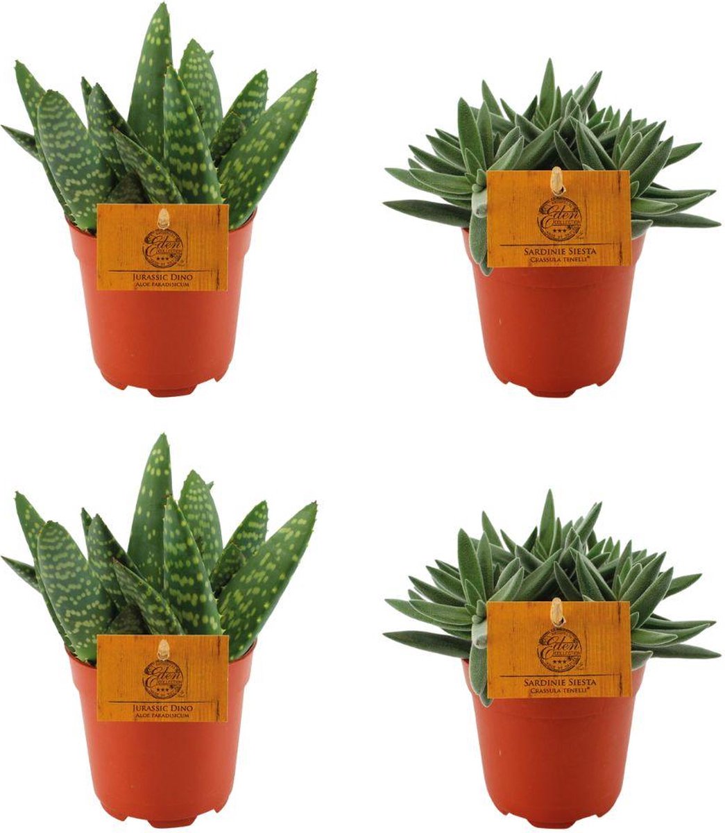 Plantenboetiek.nl | 2x Aloe Paradisicum + 2x Crassula Tenelli - Kamerplant - Hoogte 10cm - Potmaat 10,5cm