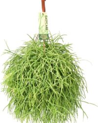 Plantenboetiek.nl | Rhipsalis Baccifera Oasis - Kamerplant - Hoogte 35cm - Potmaat 17cm
