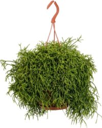 Plantenboetiek.nl | Rhipsalis Baccifera Oasis - Kamerplant - Hoogte 45cm - Potmaat 17cm
