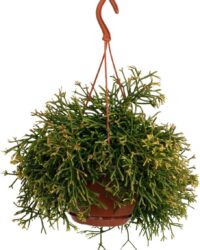 Plantenboetiek.nl | Rhipsalis Clavata - Kamerplant - Hoogte 45cm - Potmaat 17cm