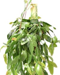 Plantenboetiek.nl | Rhipsalis Crispata - Kamerplant - Hoogte 35cm - Potmaat 14cm