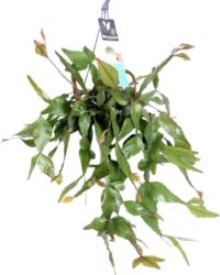 Plantenboetiek.nl | Rhipsalis Elliptica - Kamerplant - Hoogte 35cm - Potmaat 17cm