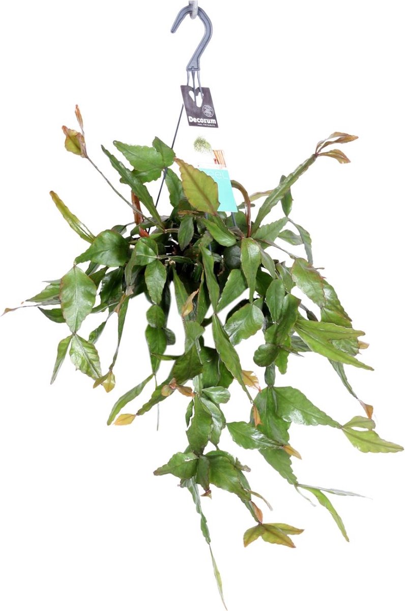 Plantenboetiek.nl | Rhipsalis Elliptica - Kamerplant - Hoogte 35cm - Potmaat 17cm