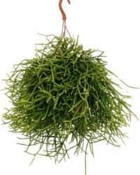Plantenboetiek.nl | Rhipsalis Heteroclada - Kamerplant - Hoogte 25cm - Potmaat 17cm