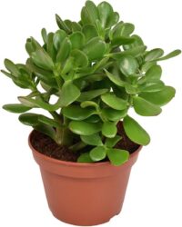 Vetplant - Kussentjesvetplant (Crassula) - Hoogte: 21 cm - van Botanicly