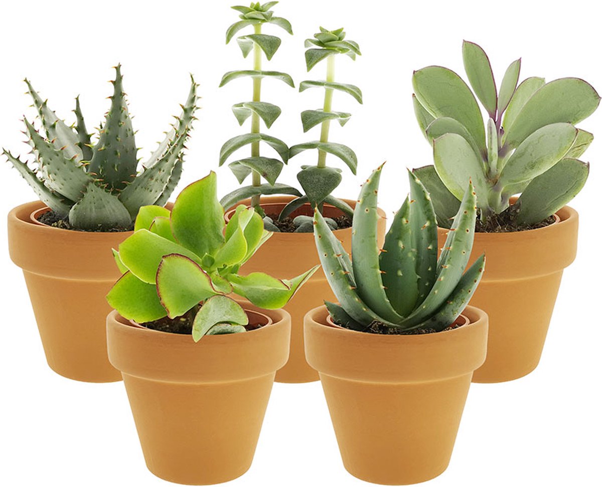 vdvelde.com - Mini Vetplantjes Mix in terracotta potjes - Succulenten mix - 5 stuks - Ø 6 cm - Hoogte 8-15 cm