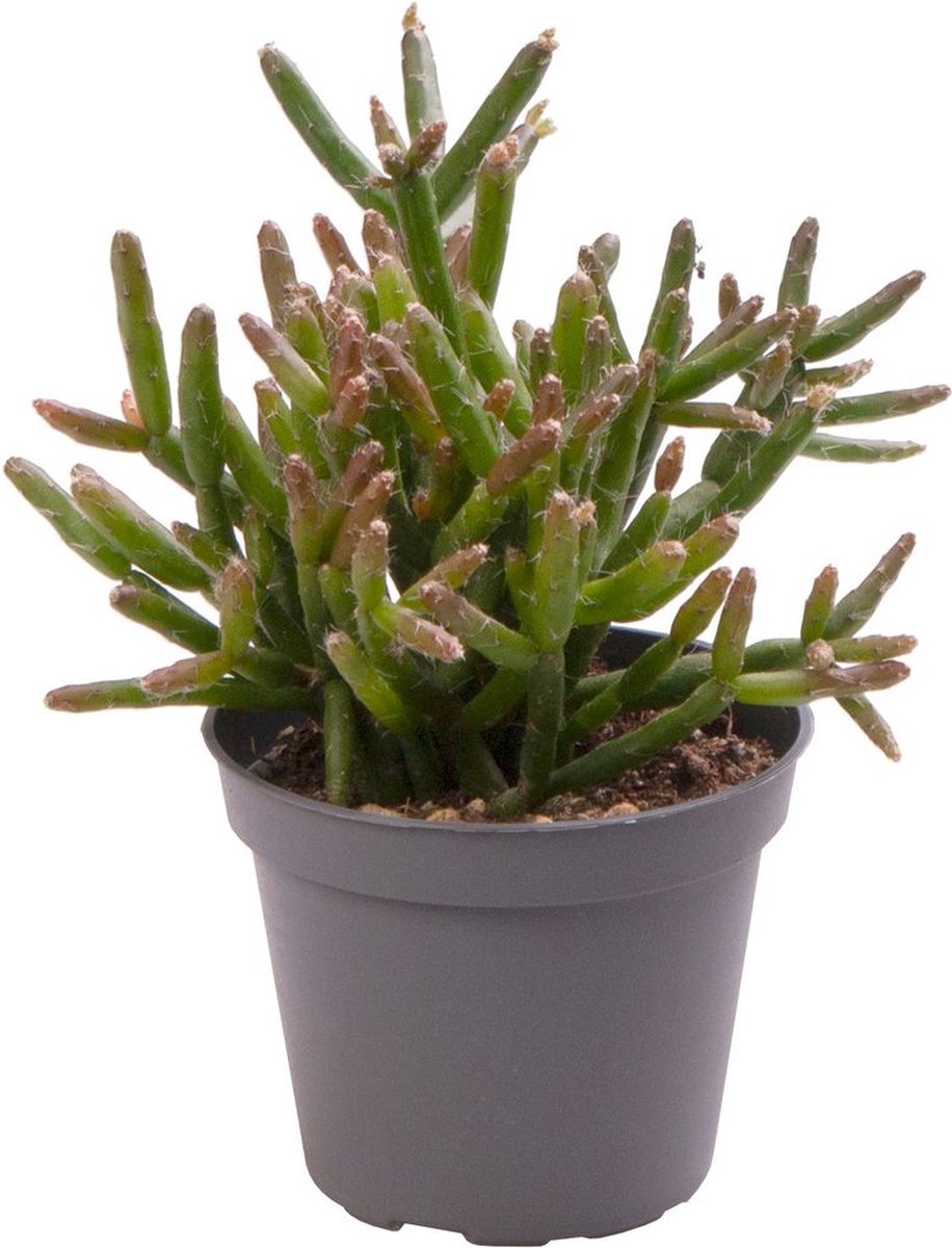 Cactus - Rotskoraal (Rhipsalis Burchellii) - Hoogte: 15 cm - van Botanicly