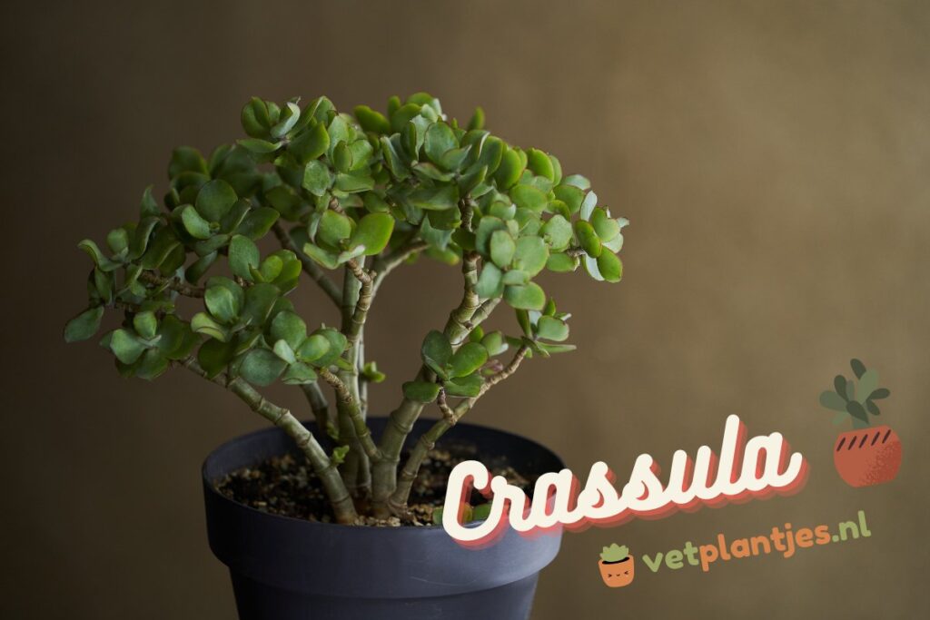 Crassula Soort Vetplant