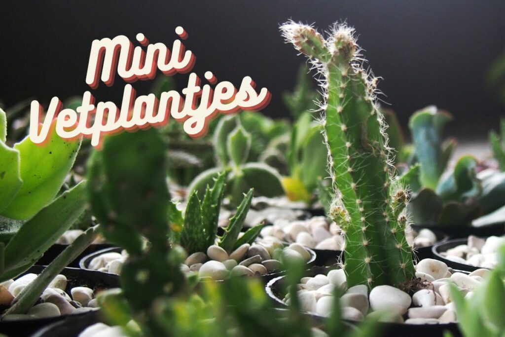 Mini Vetplantjes